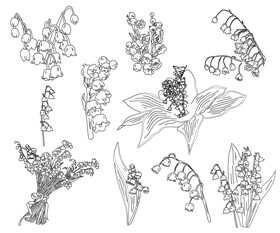 Lily of the Valley black and white vector