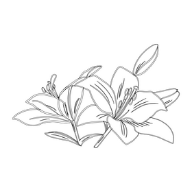 Lily black and white clipart