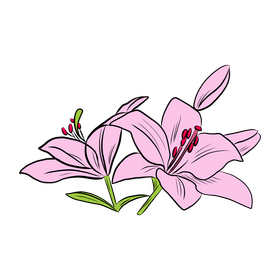 Lily clipart