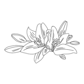 Lily black and white clipart