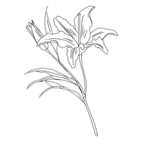 Lily black and white clipart