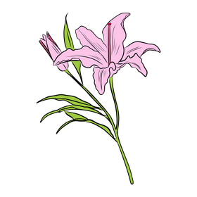Lily clipart