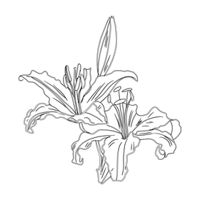 Lily black and white clipart