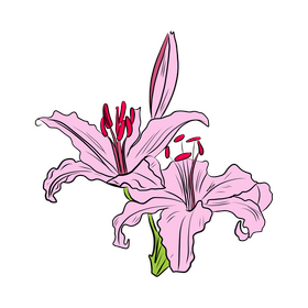 Lily clipart