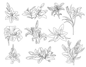 Lily black and white vector