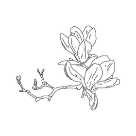 Magnolia black and white clipart