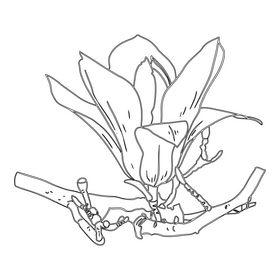 Magnolia black and white clipart