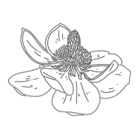 Magnolia black and white clipart