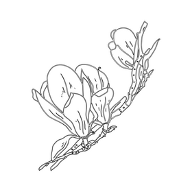 Magnolia black and white clipart