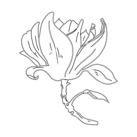 Magnolia black and white clipart