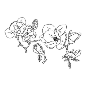 Magnolia black and white clipart