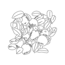 Red Fruits Of Mountain Ash black and white clipart