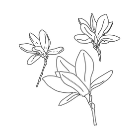 Magnolia black and white clipart