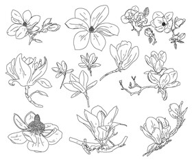 Magnolia black and white vector