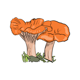 Chanterelle clipart