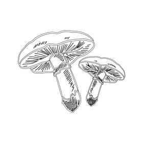 Champignon black and white clipart