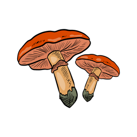 Champignon clipart