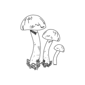 Boletus Edulis black and white clipart