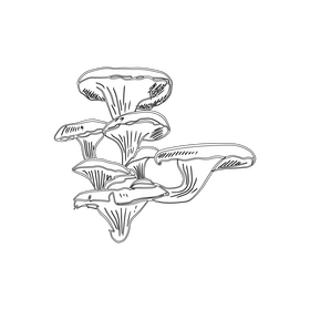 Honey mushrooms black and white clipart