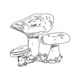Lactarius Torminosus black and white clipart