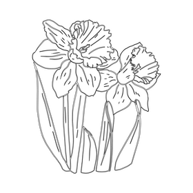 Narcissus black and white clipart
