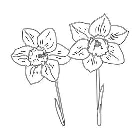 Narcissus black and white clipart