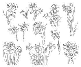 Narcissuses black and white vector