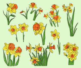 Narcissuses vector