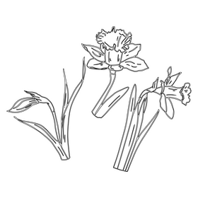 Narcissus black and white clipart