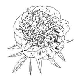 Peony black and white clipart