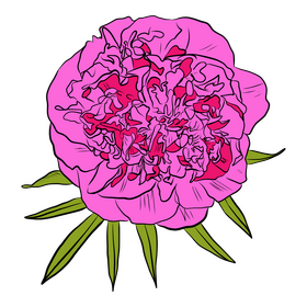 Peony clipart