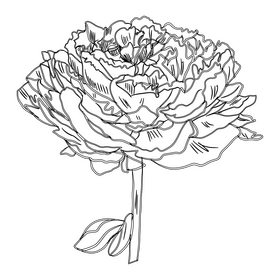 Peony black and white clipart
