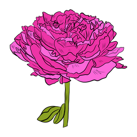 Peony clipart