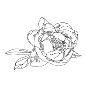 Peony black and white clipart