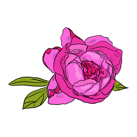 Peony clipart