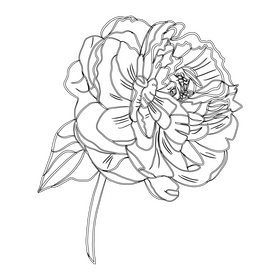 Peony black and white clipart