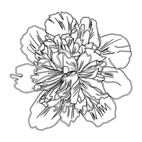 Peony black and white clipart