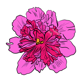 Peony clipart