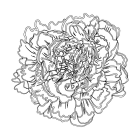 Peony black and white clipart