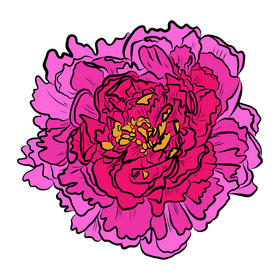 Peony clipart