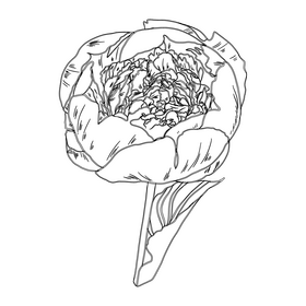 Peony black and white clipart