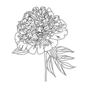 Peony black and white clipart
