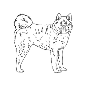 Akita Inu Dog black and white clipart