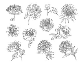 Peony black and white vector