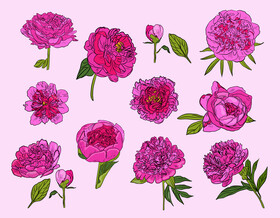 Peony vector