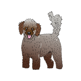 Poodle clipart