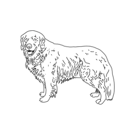 Retriever Dog black and white clipart