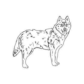 Husky Dog black and white clipart