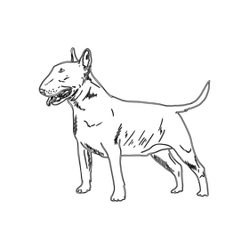 Bull Terrier Dog black and white clipart