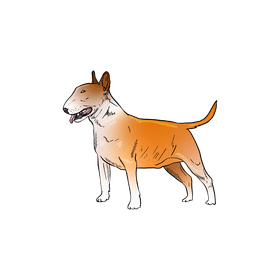 Bull Terrier Dog clipart